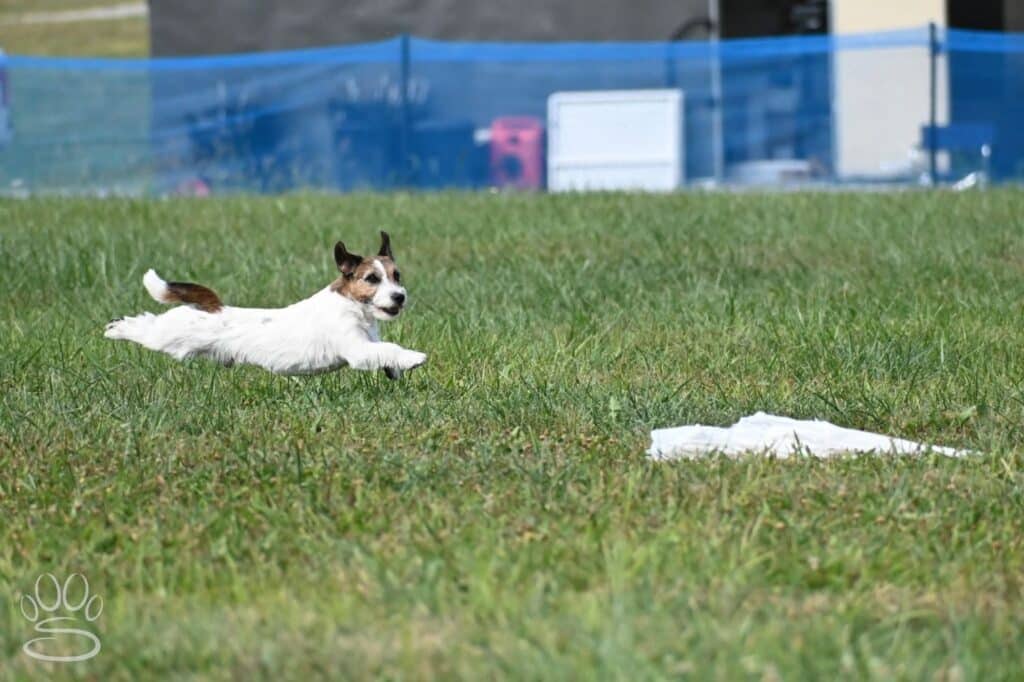 Kennel Club of Columbus Indiana 2025 Show