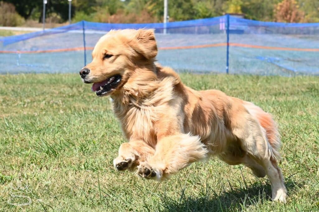 Kennel Club of Columbus Indiana 2025 Show
