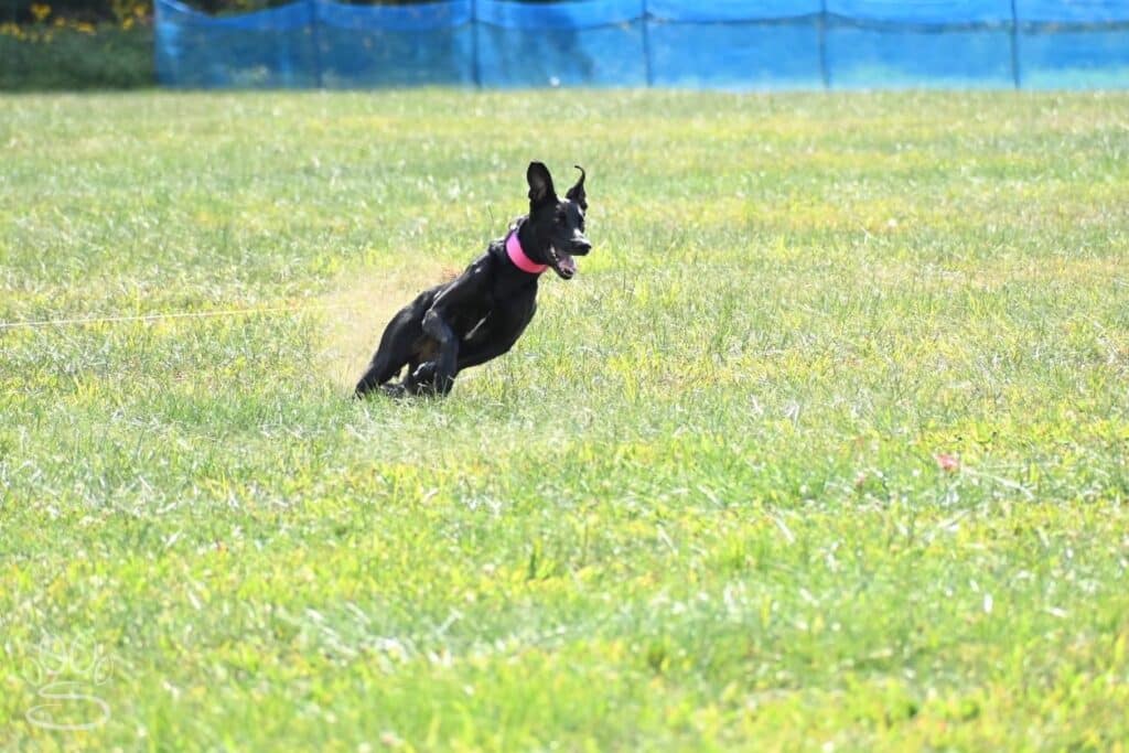 Kennel Club of Columbus Indiana 2025 Show