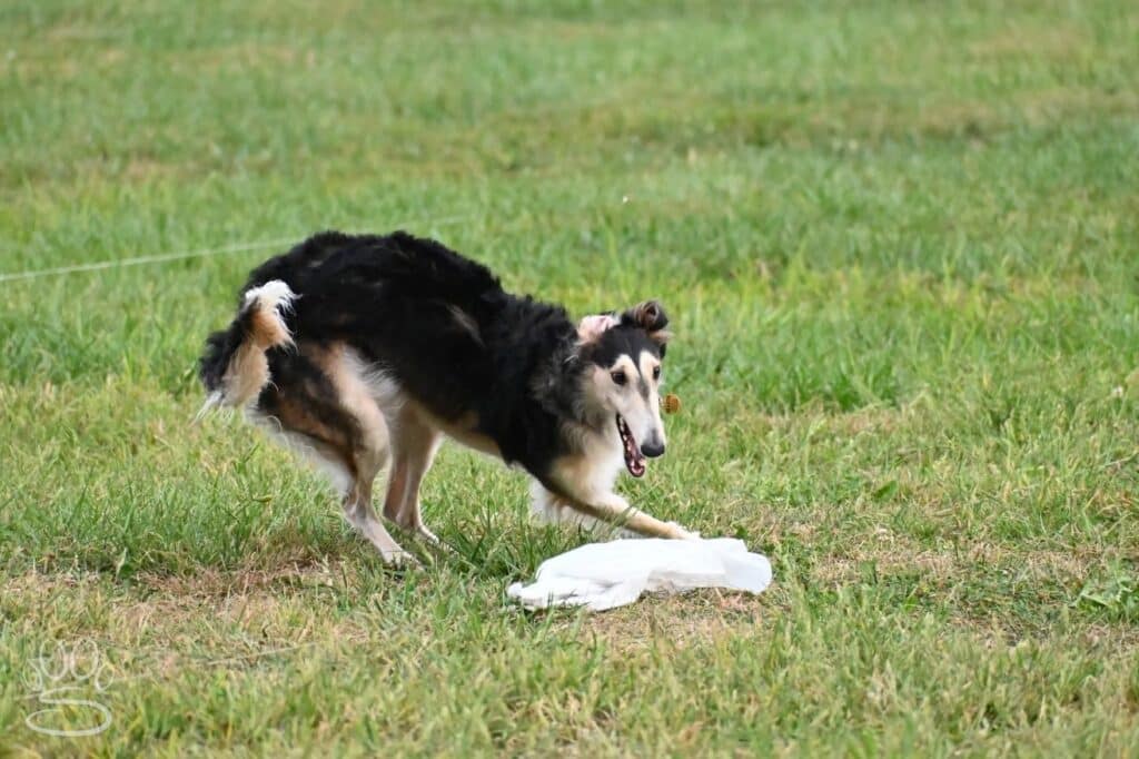 Kennel Club of Columbus Indiana 2025 Show