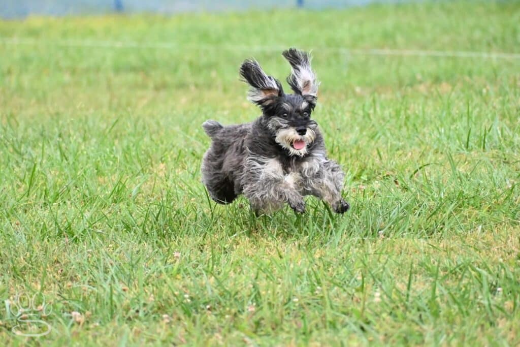 Kennel Club of Columbus Indiana 2025 Show