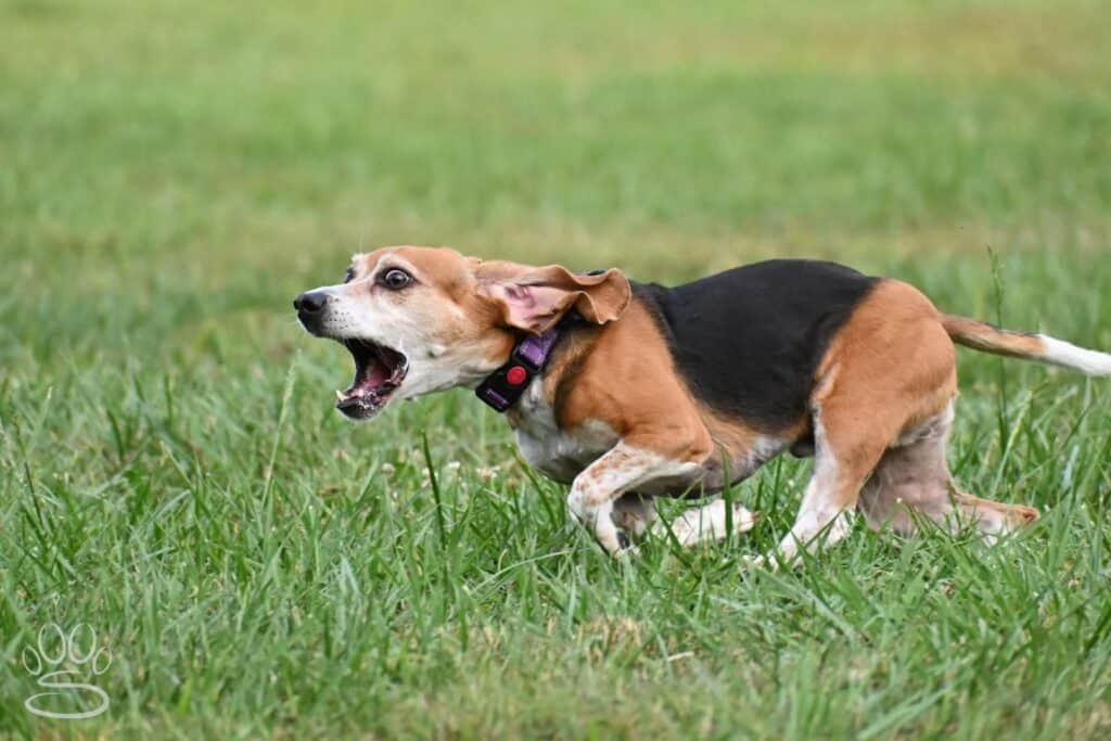 Kennel Club of Columbus Indiana 2025 Show