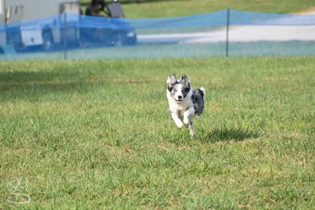 Kennel Club of Columbus Indiana 2025 Show