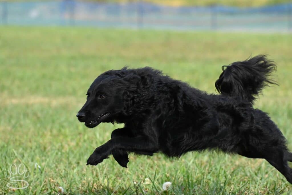Kennel Club of Columbus Indiana 2025 Show