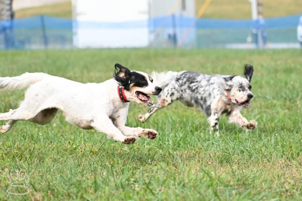 Kennel Club of Columbus Indiana 2025 Show