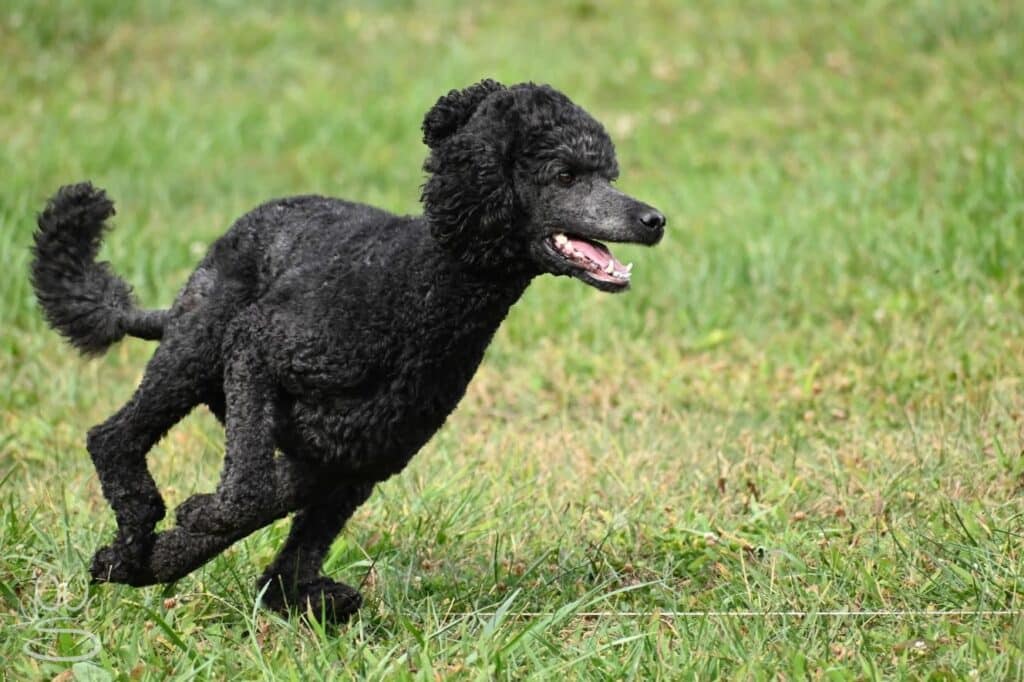 Kennel Club of Columbus Indiana 2025 Show