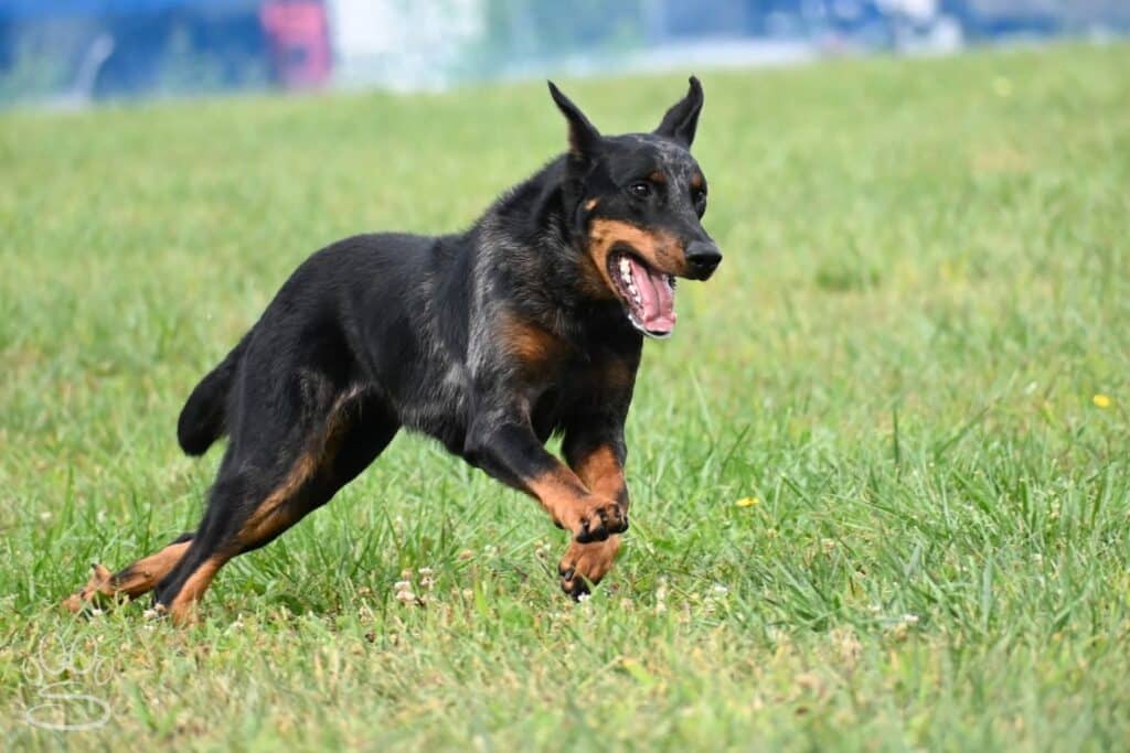 Kennel Club of Columbus Indiana 2025 Show
