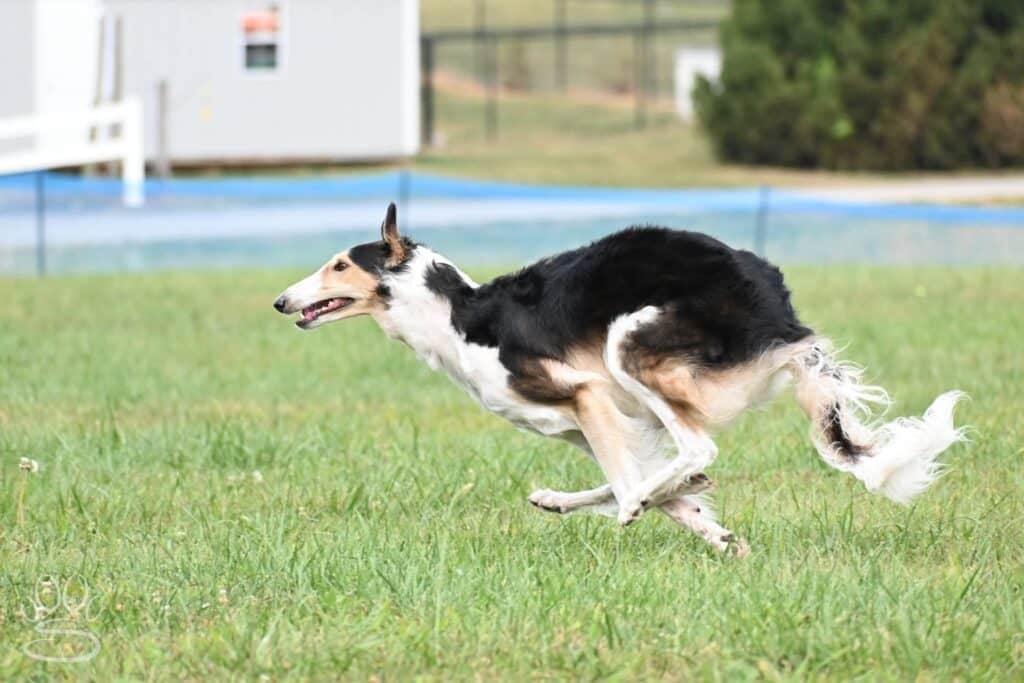 Kennel Club of Columbus Indiana 2025 Show