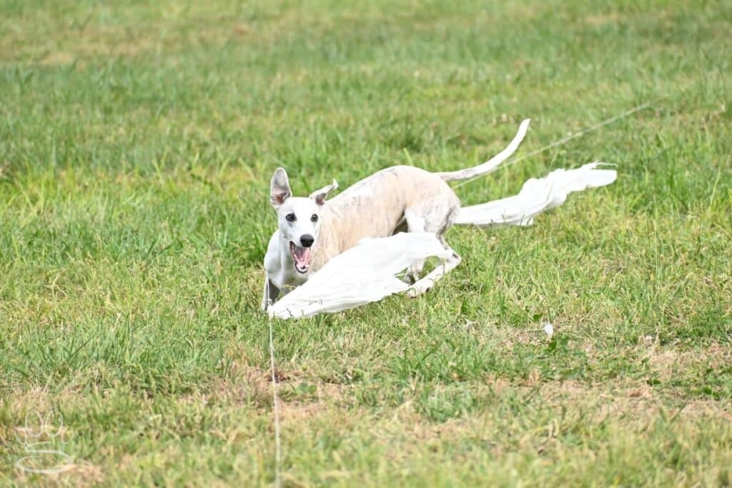 Kennel Club of Columbus Indiana 2025 Show