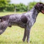 German Wirehaired Pointer