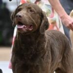 Bonneville Basin Kennel Association 2025 Dog Show