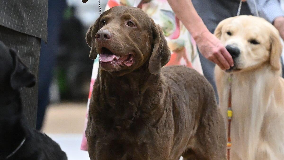 Bonneville Basin Kennel Association 2025 Dog Show