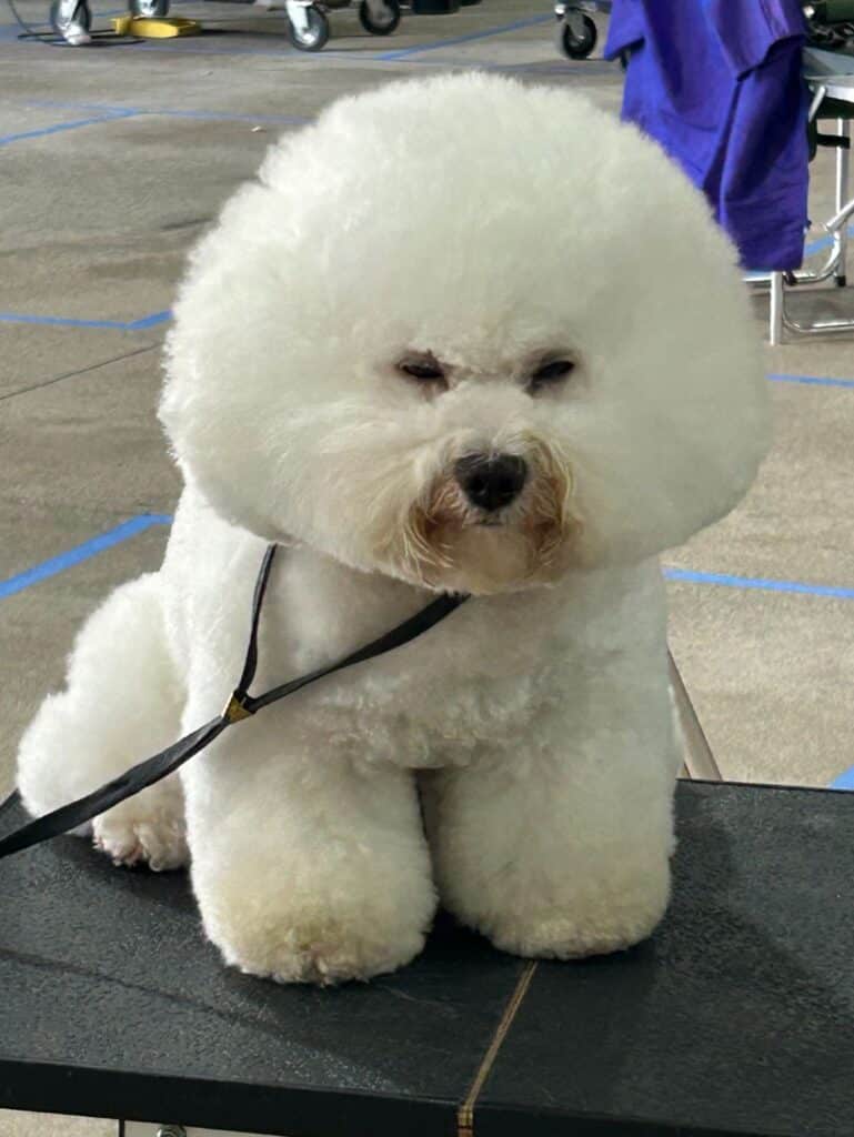 Kennel Club of Columbus Indiana 2025 Show