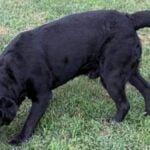 A male does not miss much when the scent of a bitch in season whiffs his way, even if there’s a bird in the field for him