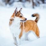 Norwegian Lundehunds
