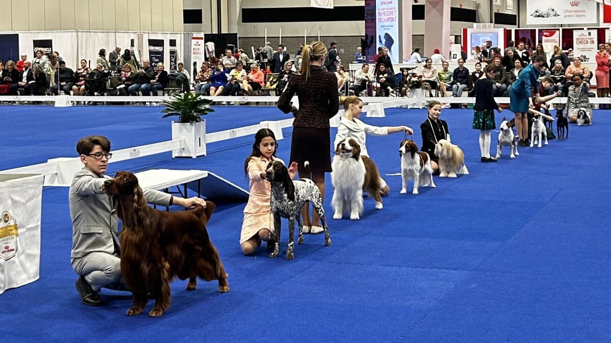 Junior Showmanship: Junior handlers at a dog show