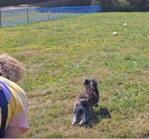 Kennel Club of Columbus Indiana 2025 Show
