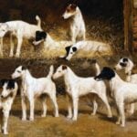 Smooth Fox Terrier