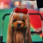 portrait-of-yorkshire-terrier-dog-prepared-for-exh-2025