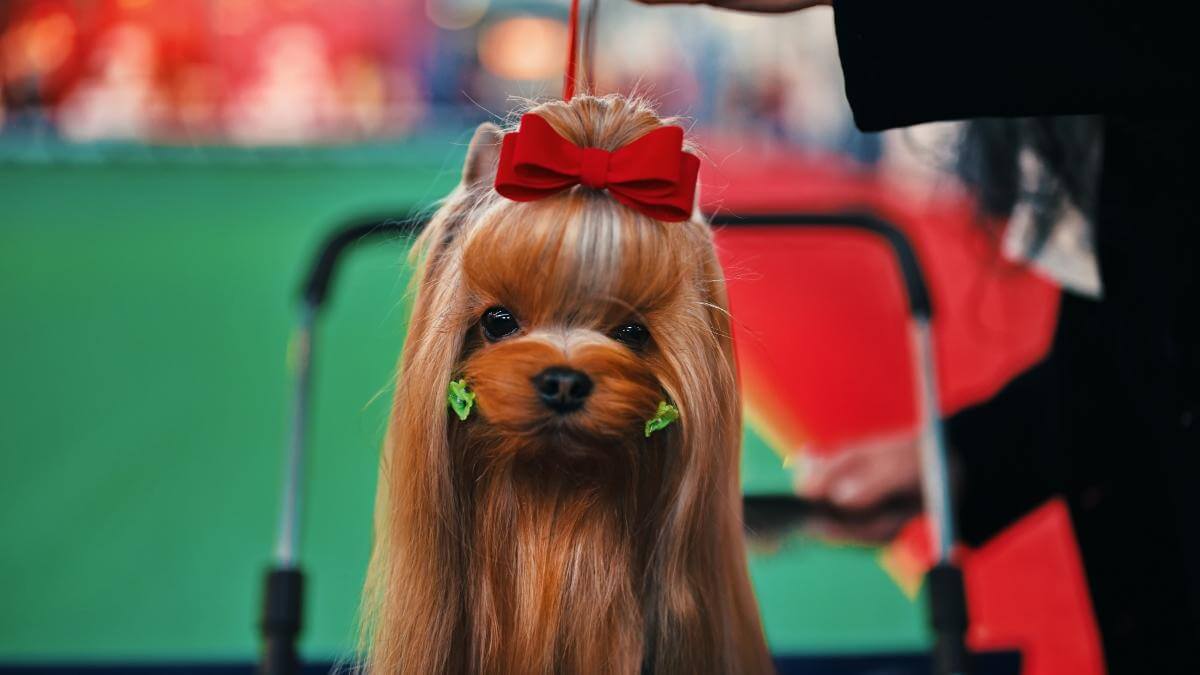 portrait-of-yorkshire-terrier-dog-prepared-for-exh-2025