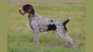Side photo of a German Wirehaired Pointer in the field