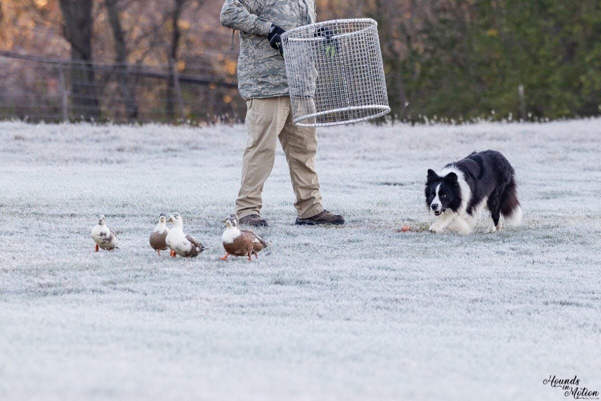 Border Collie in motion