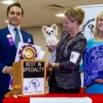 Kristi Green | Knockout Chihuahuas