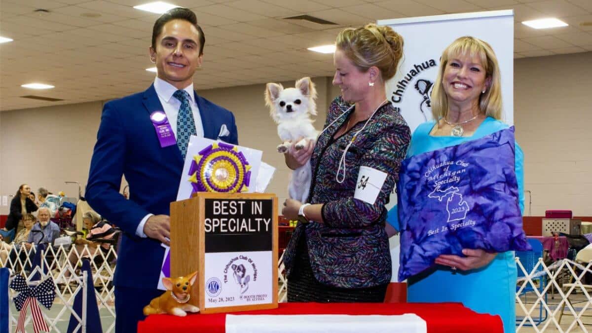 Kristi Green | Knockout Chihuahuas