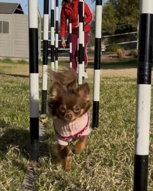 H&H Sundae In Wrigleyville At WigalChis Owner Kathy Wigal - Wrigley practices weave pole training at Agiity - Connection, Glendale, Arizona, January 2024.