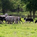 Border Collie herding livestock