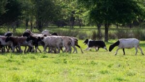 Border Collie herding livestock