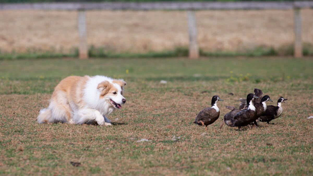 Border Collie in motion