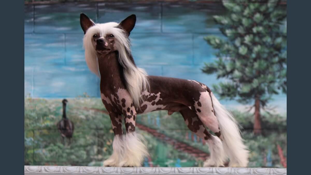 The Chinese Crested