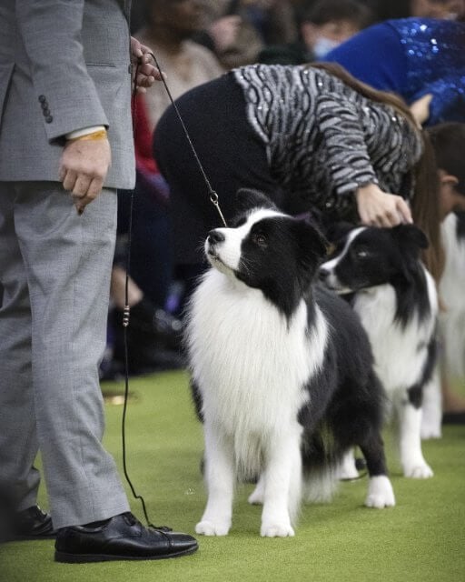 Border Collies at a dog show ring