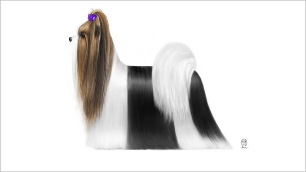 Biewer Terrier in full show coat, showcasing the breed’s signature tricolor beauty.