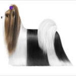 Biewer Terrier in full show coat, showcasing the breed’s signature tricolor beauty.