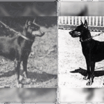 Two combined black and white photos of German Pinschers - (left) Kitty vom Bodestrand – foundation of all modern German Pinschers, and (right) Jutta - 15-3/4-inch Miniature Pinscher bitch used to save the breed from extinction.