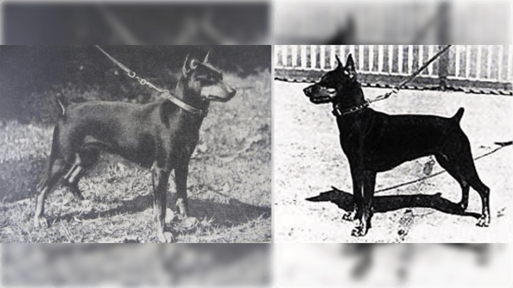 Two combined black and white photos of German Pinschers - (left) Kitty vom Bodestrand – foundation of all modern German Pinschers, and (right) Jutta - 15-3/4-inch Miniature Pinscher bitch used to save the breed from extinction.
