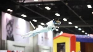 Parson Russel Terrier participating in a dog sport