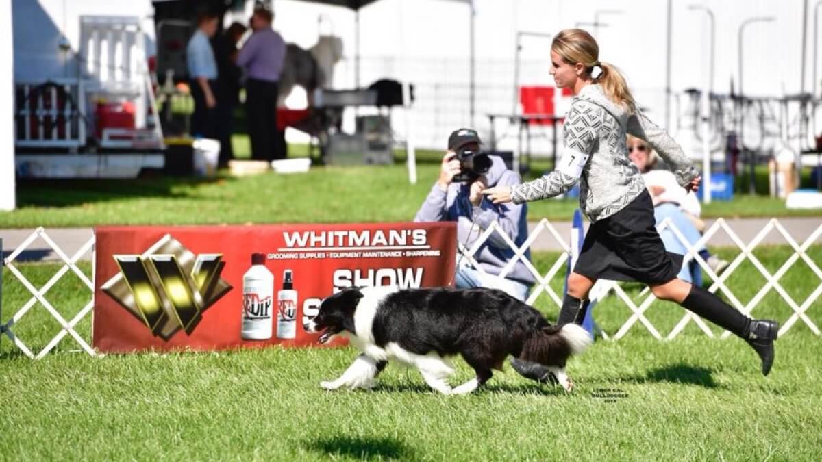 Border Collie and its handler in a dog show ring, pictured from the side