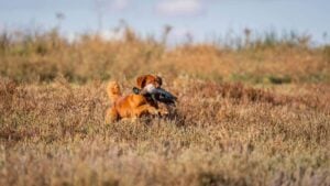 Nova Scotia Duck Tolling Retriever