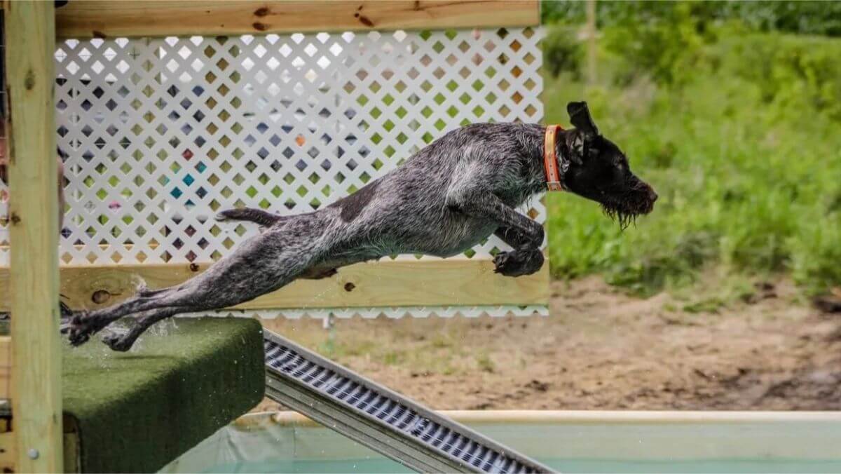 German Wirehaired Pointer (GWP) dock diving