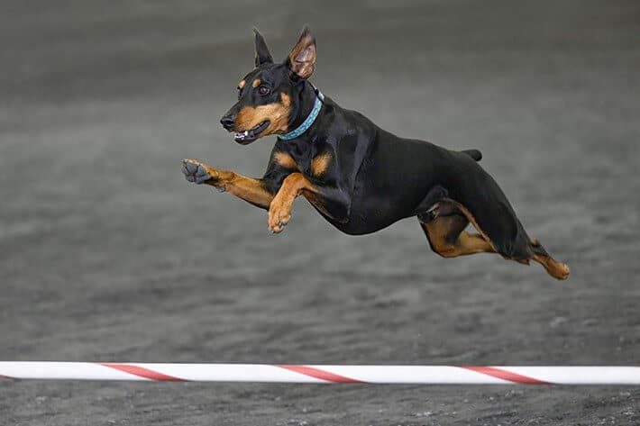 German Pinscher