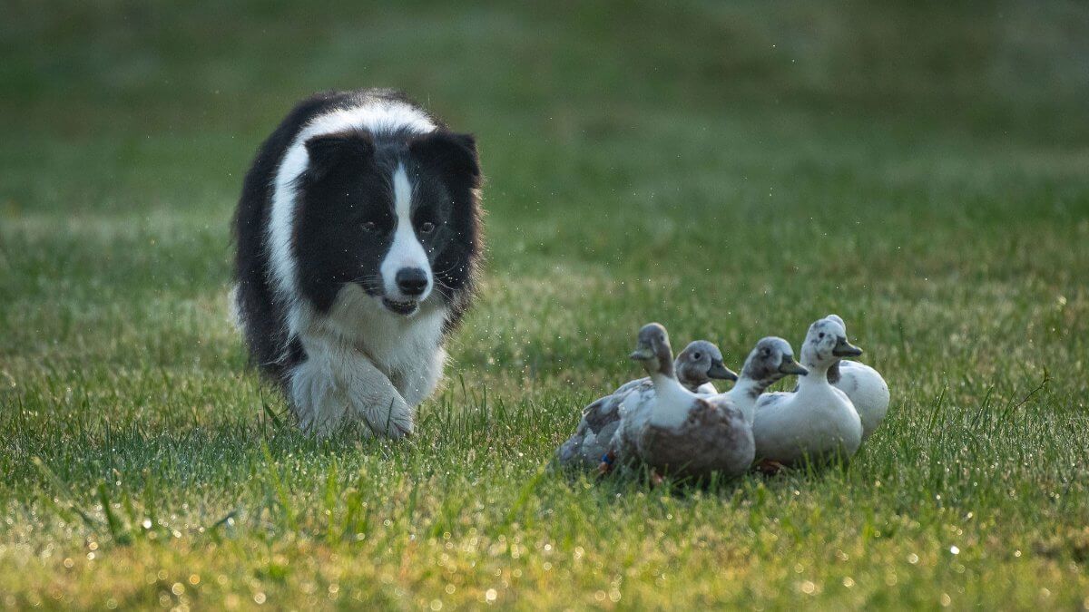 Border Collie with ducks