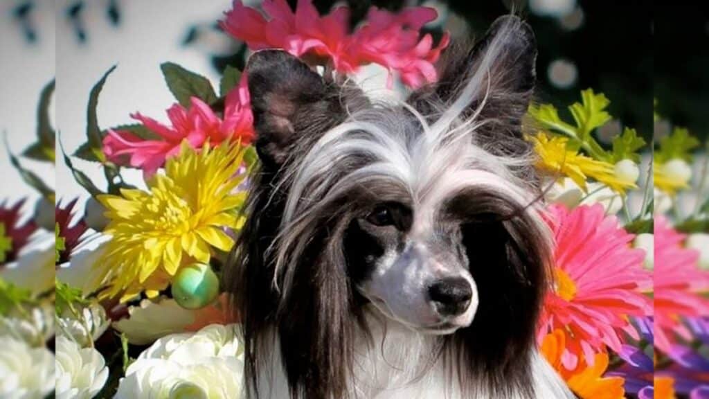 Toy dog