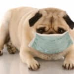 Sick or contagious pug wearing a medical mask