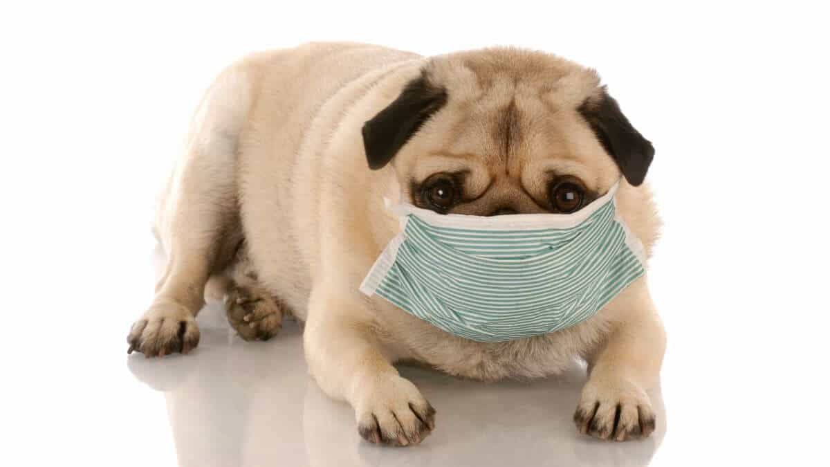 Sick or contagious pug wearing a medical mask