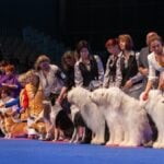 Big group of dogs at dog show. July 9th, 2011 / Paris, France. Siberian Husky, South Russian Shepherd, Smooth Collie, Pembroke Welsh Corgi and Briard in the show ring at the World Dog Show 2011.