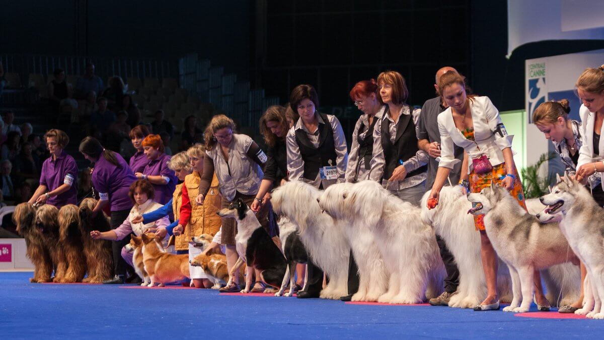 Big group of dogs at dog show. July 9th, 2011 / Paris, France. Siberian Husky, South Russian Shepherd, Smooth Collie, Pembroke Welsh Corgi and Briard in the show ring at the World Dog Show 2011.