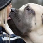 Girl and her big dog kissing.